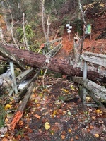 Windwurf Windbergschlucht Windwurf Windbergschlucht